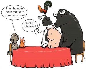 Pourquoi accordons-nous moins de droits aux animaux d'élevage ? La viande...