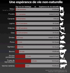 Consommation de viande et Espérance de vie des animaux d'élevage