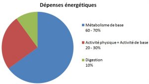 Dépenses énergétiques et métabolisme de base dans la perte de poids