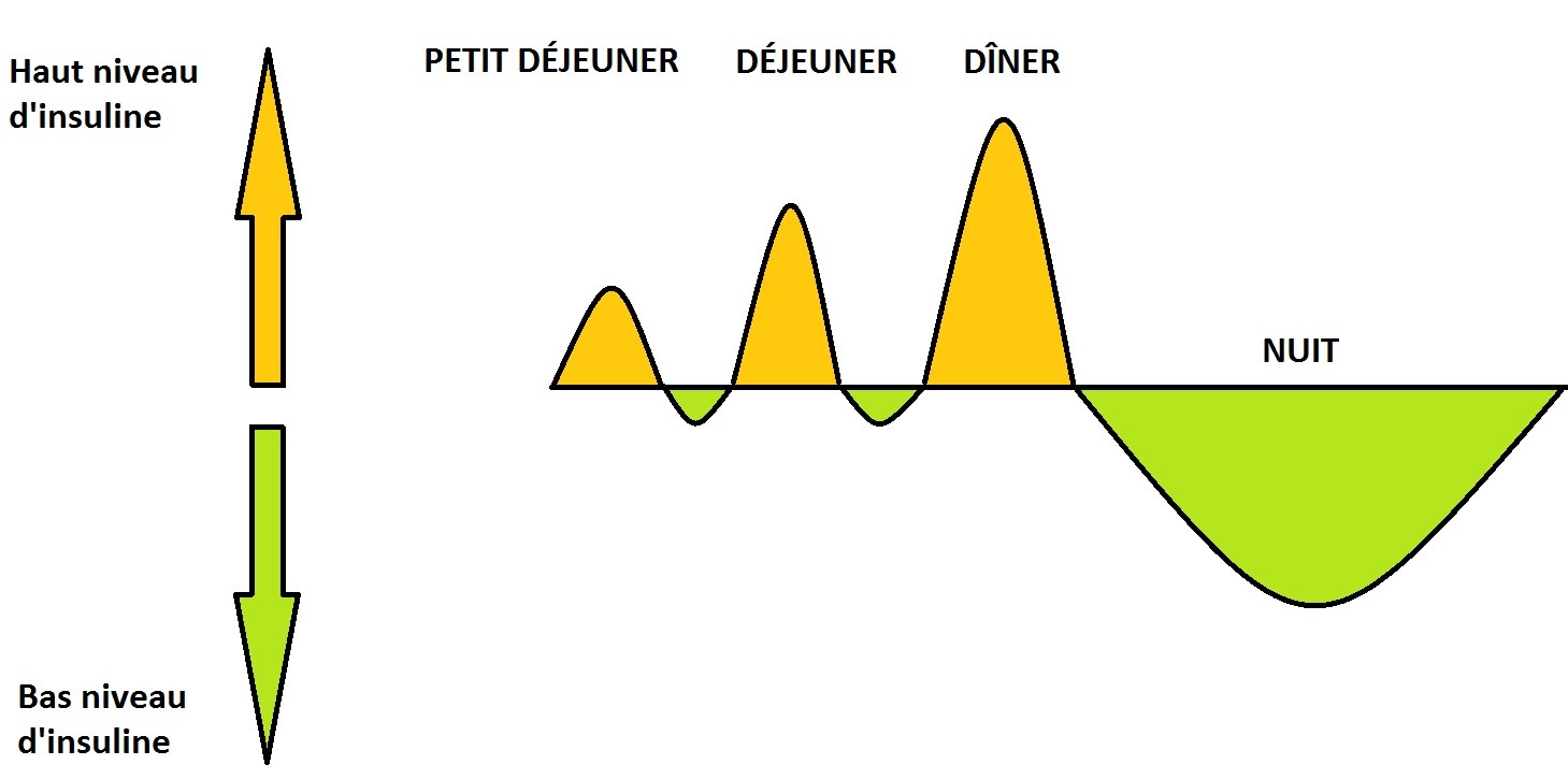 Evolution du taux d'insuline sur une journée type, des conséquences sur le poids